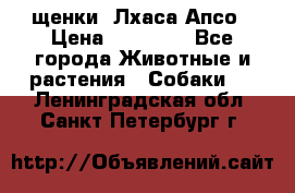 щенки  Лхаса Апсо › Цена ­ 20 000 - Все города Животные и растения » Собаки   . Ленинградская обл.,Санкт-Петербург г.